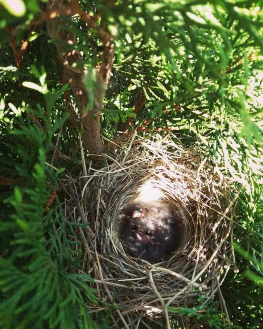 Domki Na Jastrzebiej Mieroszyno Exteriör bild